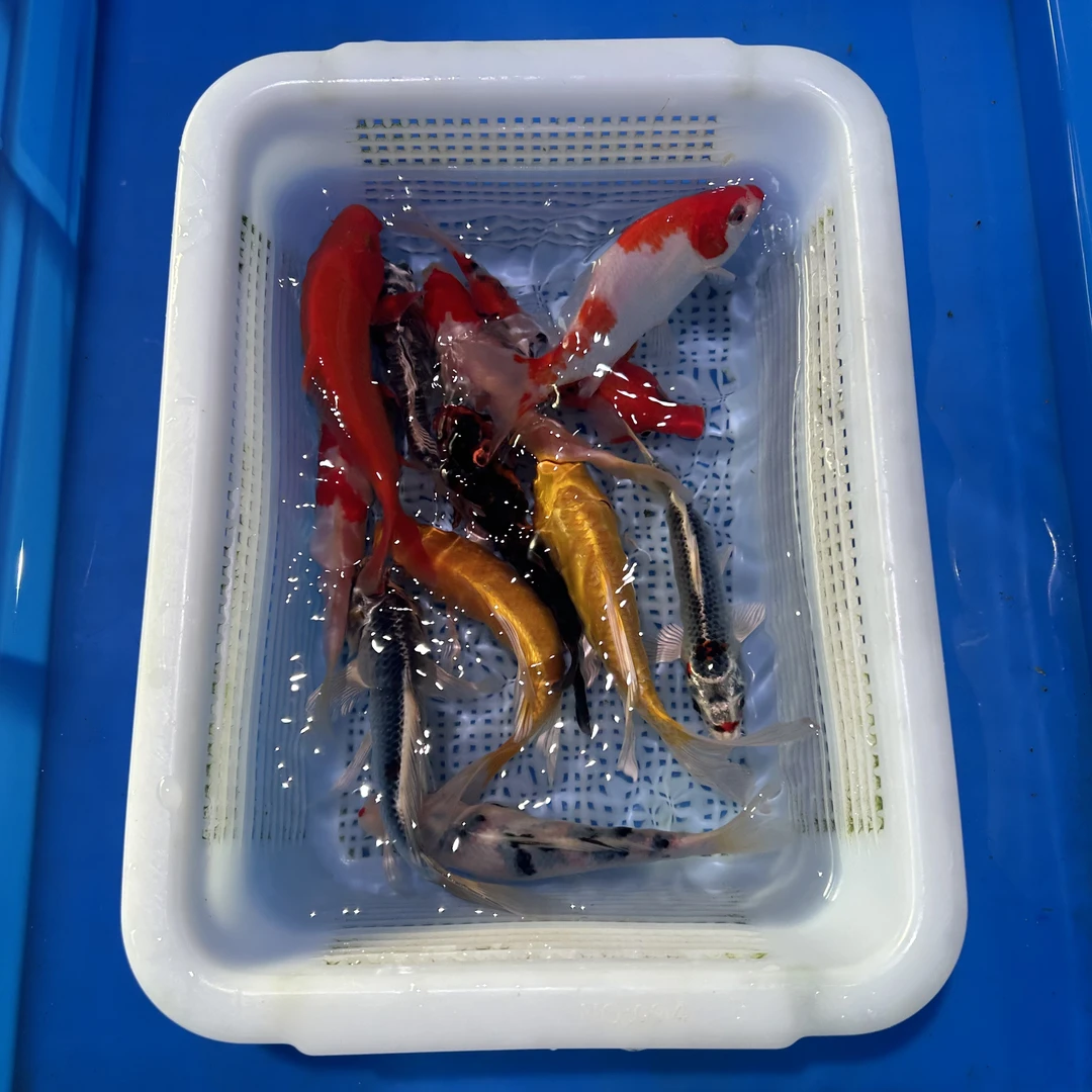 锦鲤五福临门款（5种颜色随机）15-17厘米5条观赏鱼