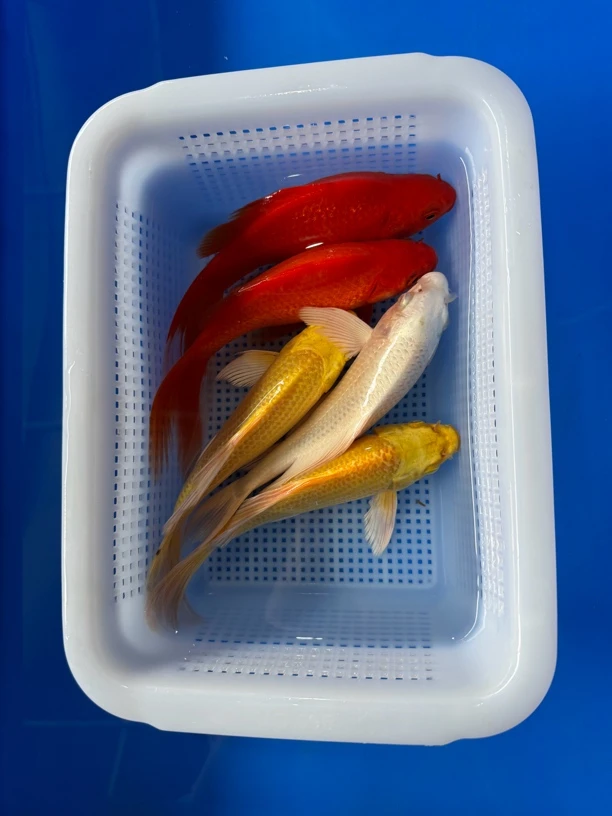 锦鲤草金2红2黄1白(17-20厘米)5条观赏鱼活鱼养殖混养养鱼