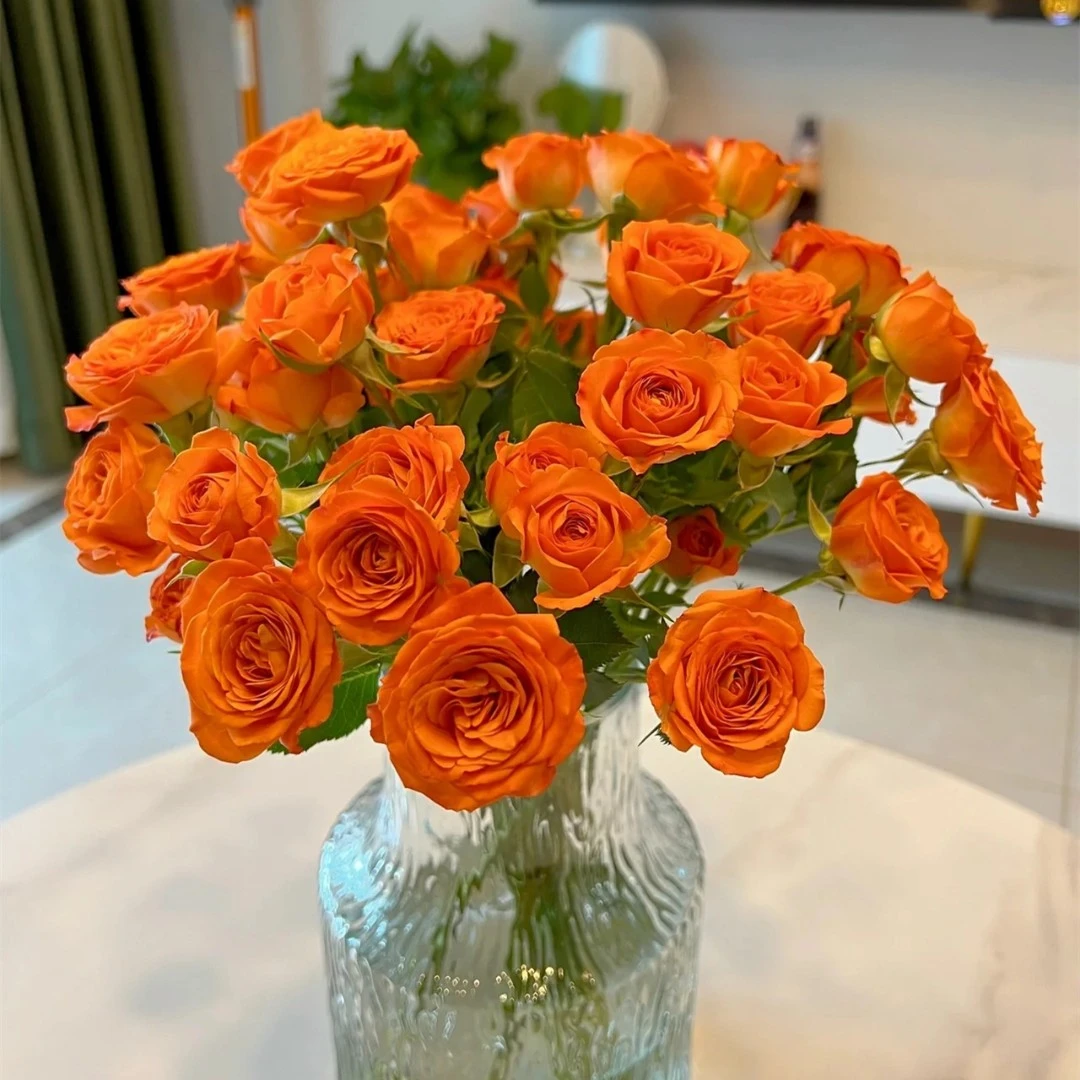 【花仙子鲜花甄选】单品橙色芭比10枝+配草5支新鲜家养云南基地鲜花
