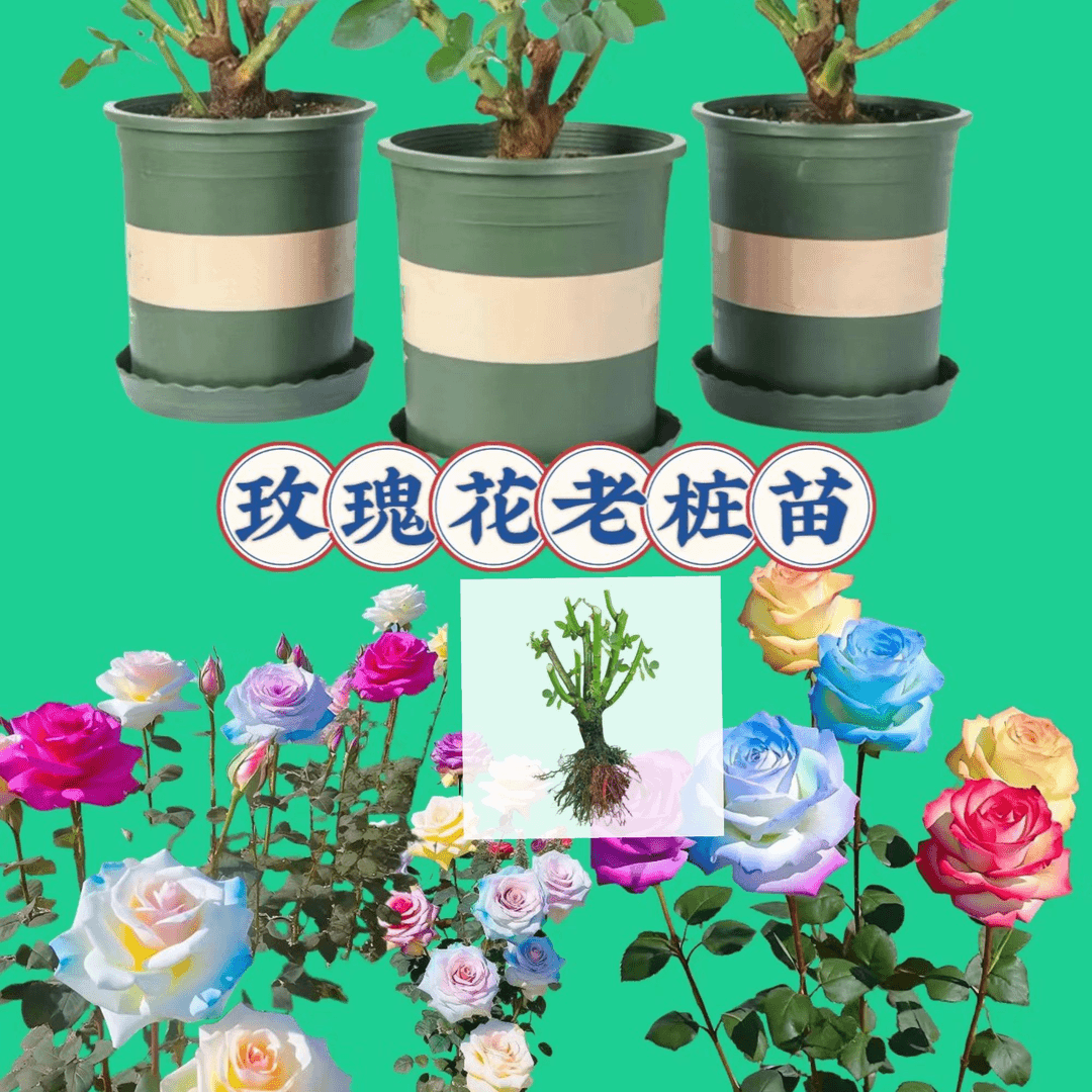 云南玫瑰老桩花苗 耐养 植物室内外盆栽 地栽阳台 四季开花