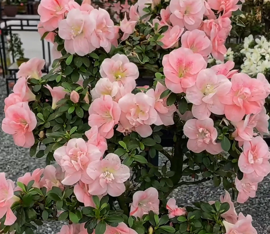 新品【宝牡丹】杜鹃花杜鹃皋月