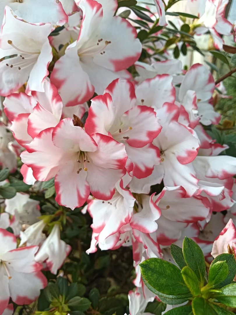 【红唇百合】杜鹃花年宵花四季开花超级好看稀缺