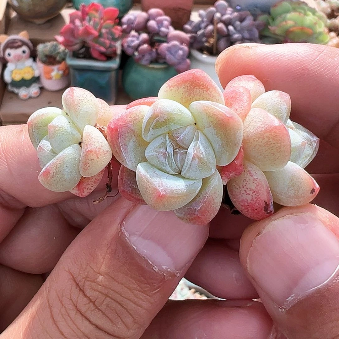 草莓冰玉老桩230