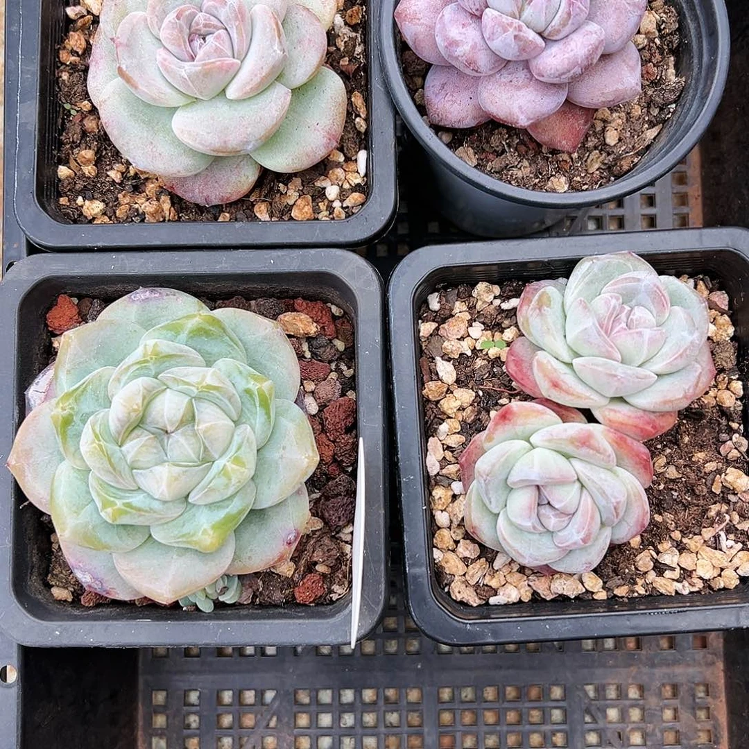 P*Z4颗，变异，pz专拍多肉