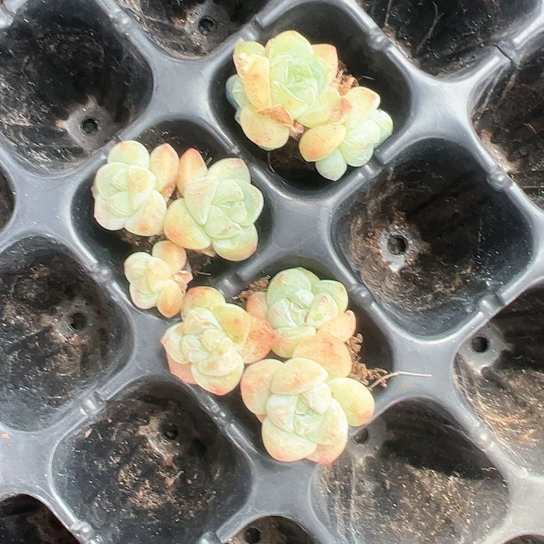 ?***呼白底冰玉卡拉米，弓长专拍