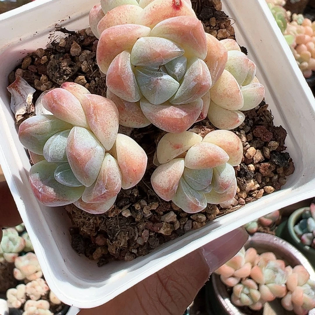 多肉白底冰玉5头粗腿子255