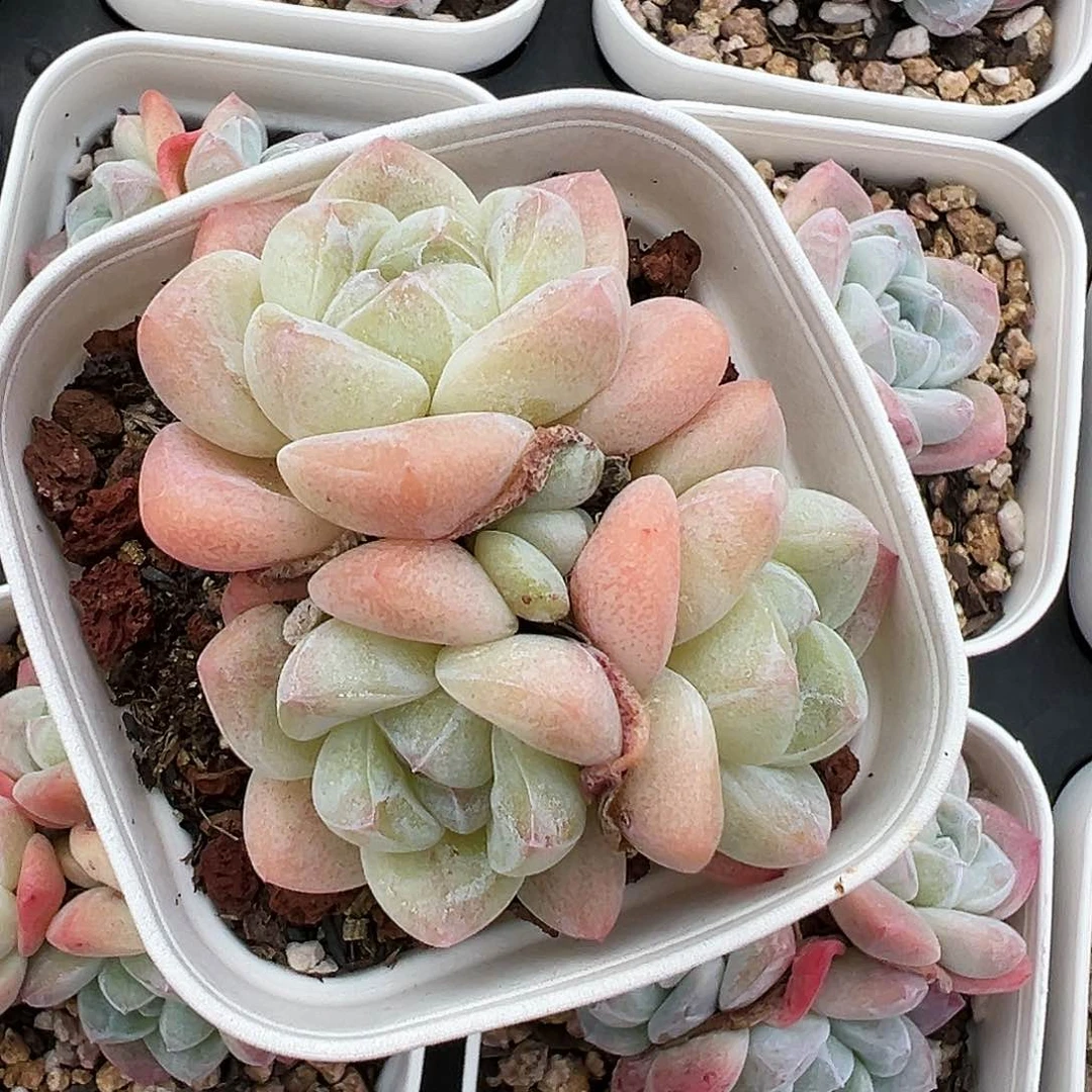 白底冰玉三头带伢福利