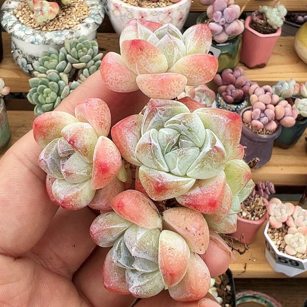 多肉白底冰玉5头群生，