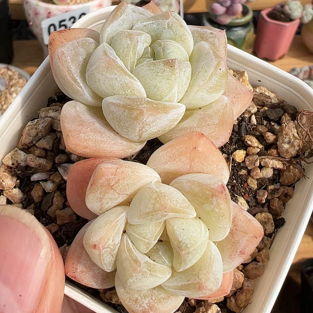 乔*乔巴专拍双头白底冰玉