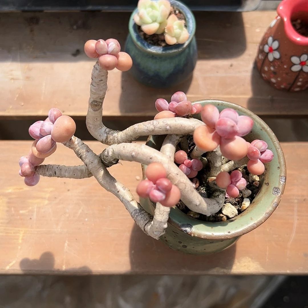 老桩腰子单悬崖桩群生276