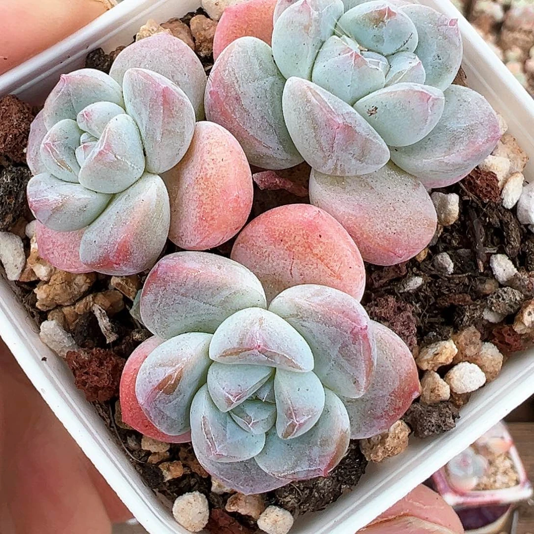 珍妮心三头长腿冰玉群111