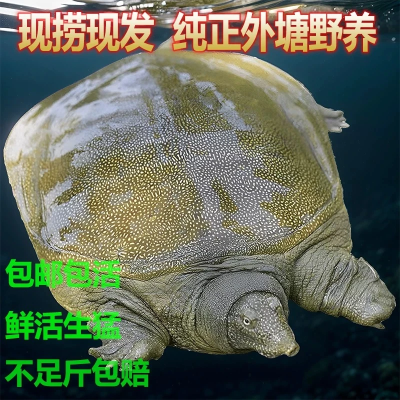 【浙江基地老甲鱼拍一发3只】生态老甲鱼到手3只 顺丰包邮 ak3