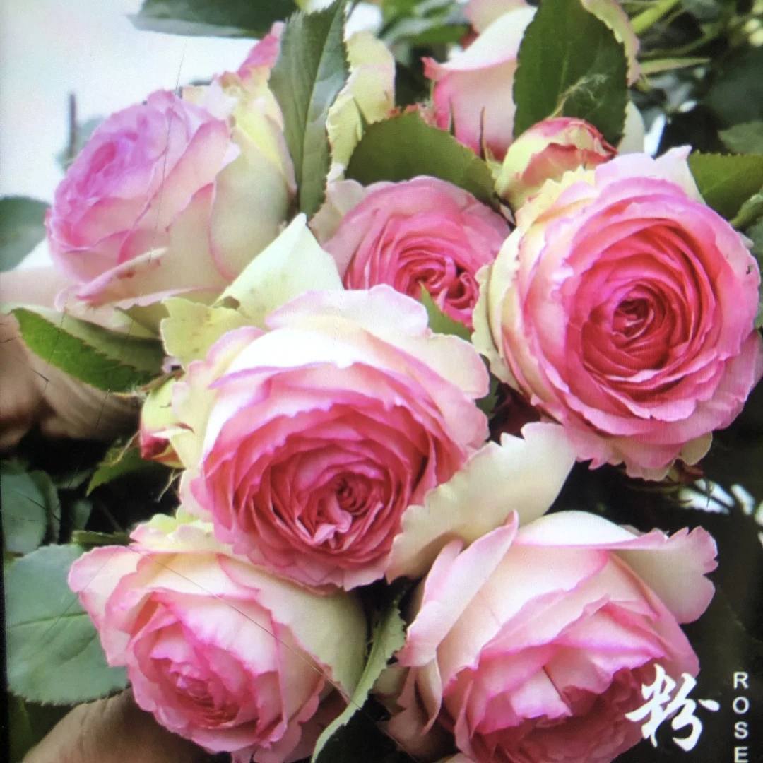 藤本粉色龙沙宝石。