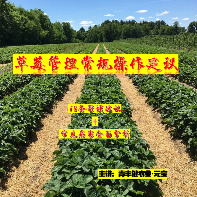 草莓管理常规操作建议