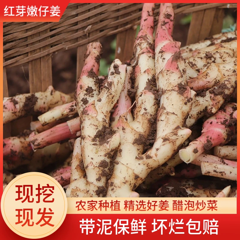 【代妹】农家现挖嫩姜新鲜仔姜子姜红芽姜当季蔬菜醋泡姜食用炒肉