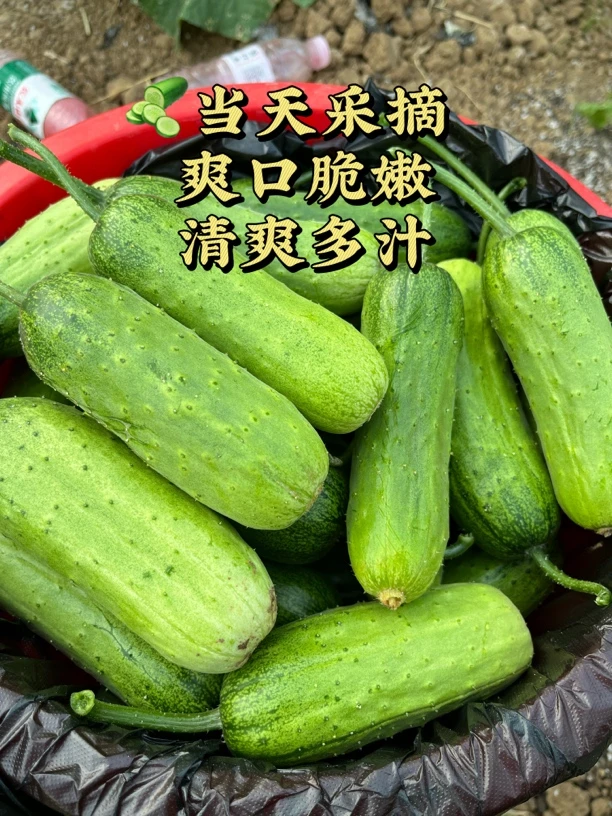 【985青创农场】老品种水果黄瓜鲜嫩口感可生吃小时候的味道