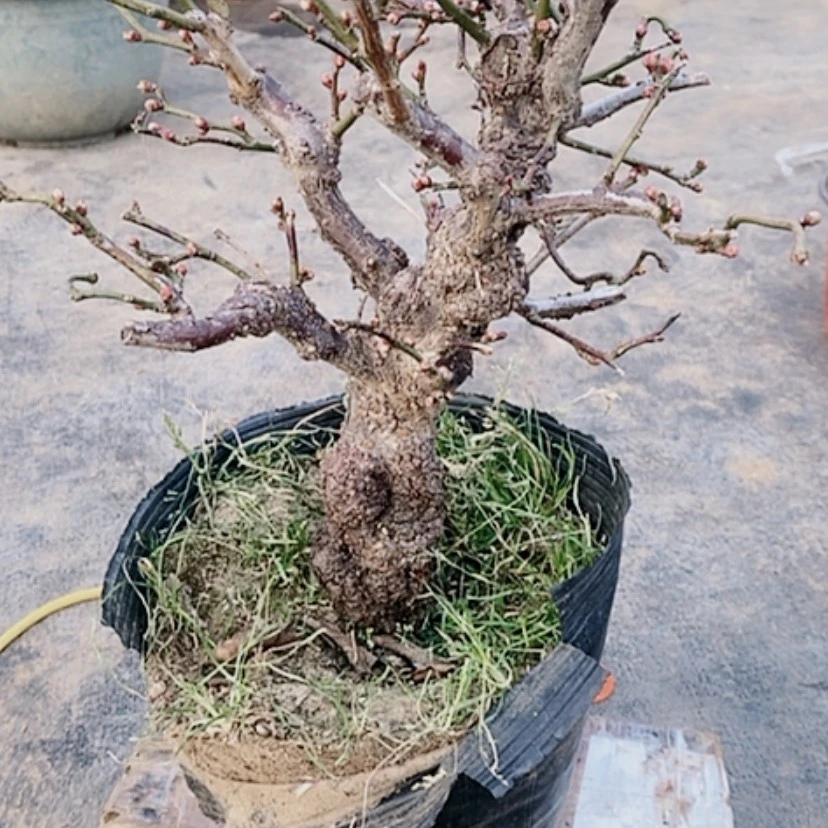 【闪购商品】梅花盆景造型