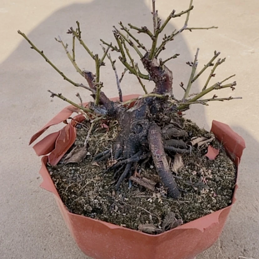 【闪购商品】梅花盆栽盆景植物