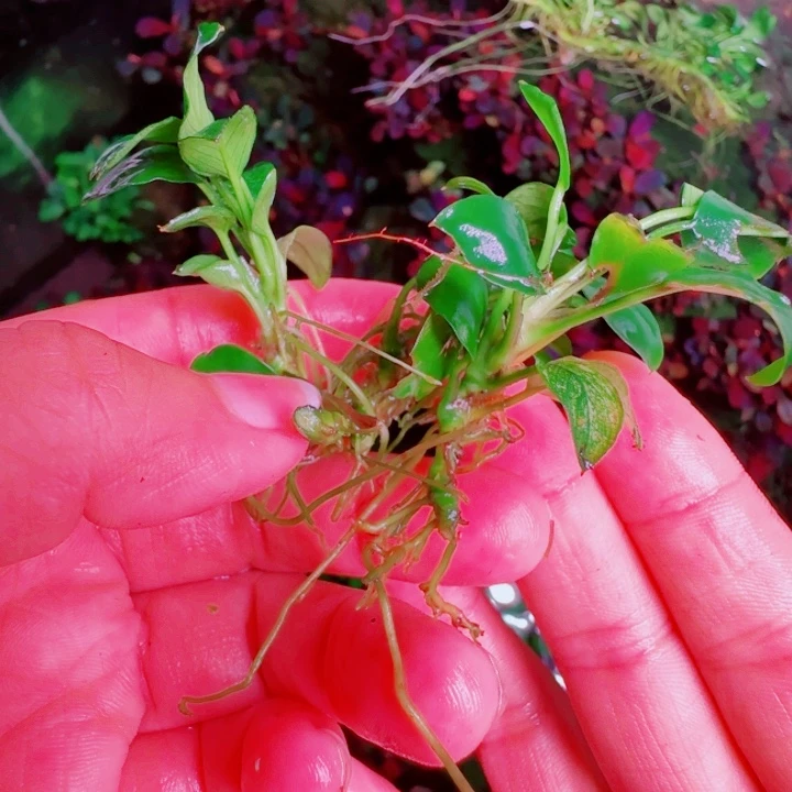 福利62号福利价植物
