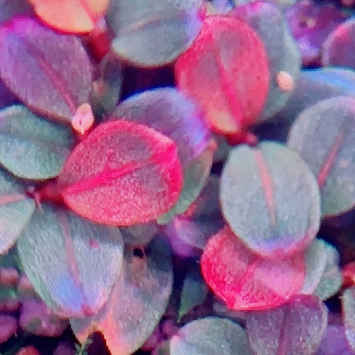 草堂圆2颗福利一份植物