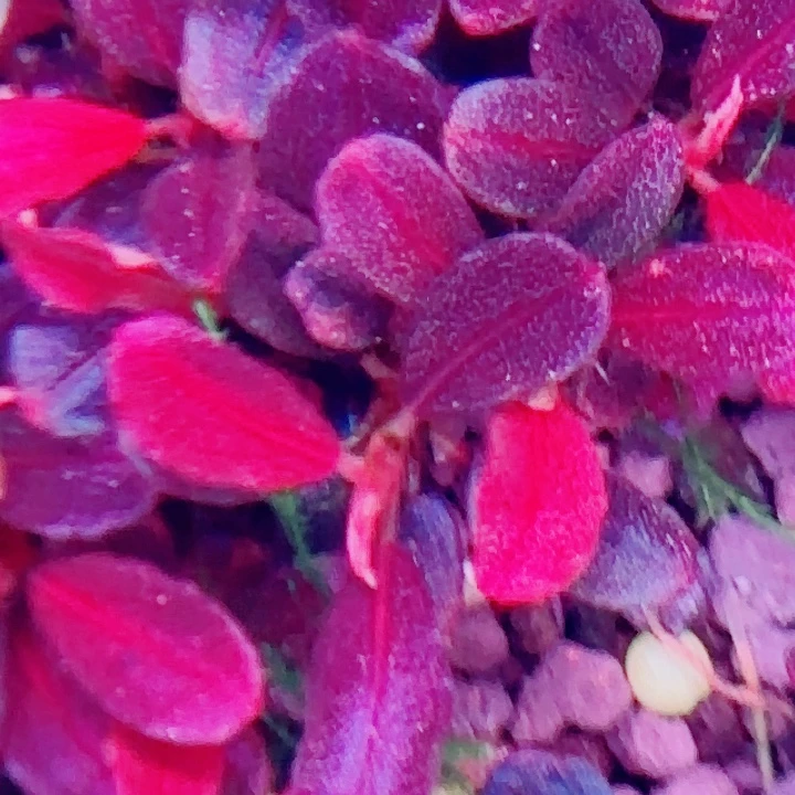 福利红脉圆玉2颗一份植物