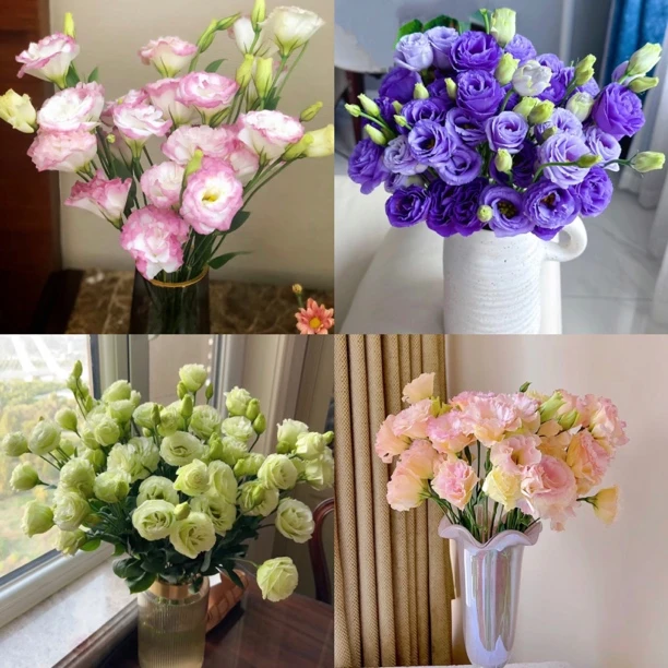 【洋桔梗】东北鲜花基地直发货顺丰包邮点缀鲜花