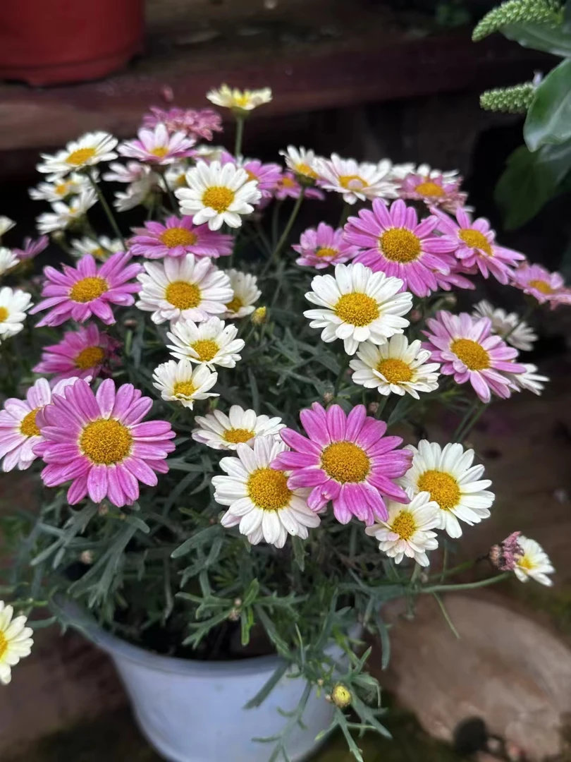 清新可爱小菊花玛格丽特