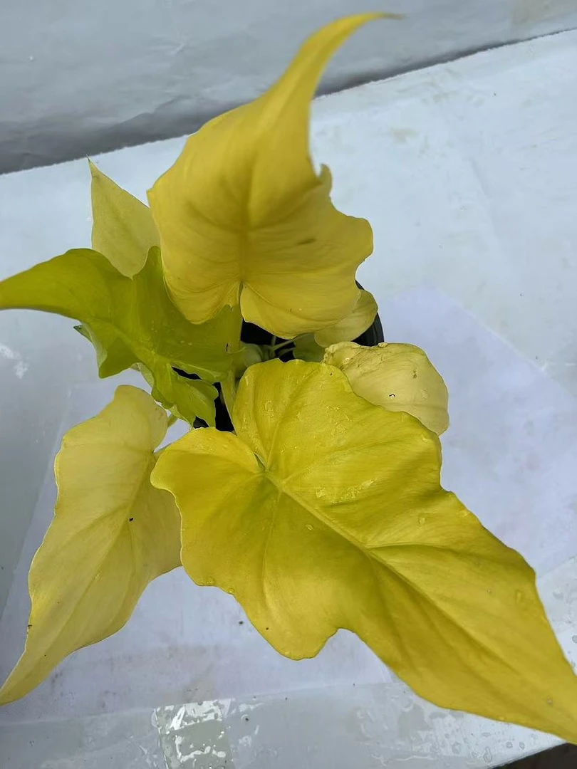 吉祥富贵 黄金春叶  绿植盆栽