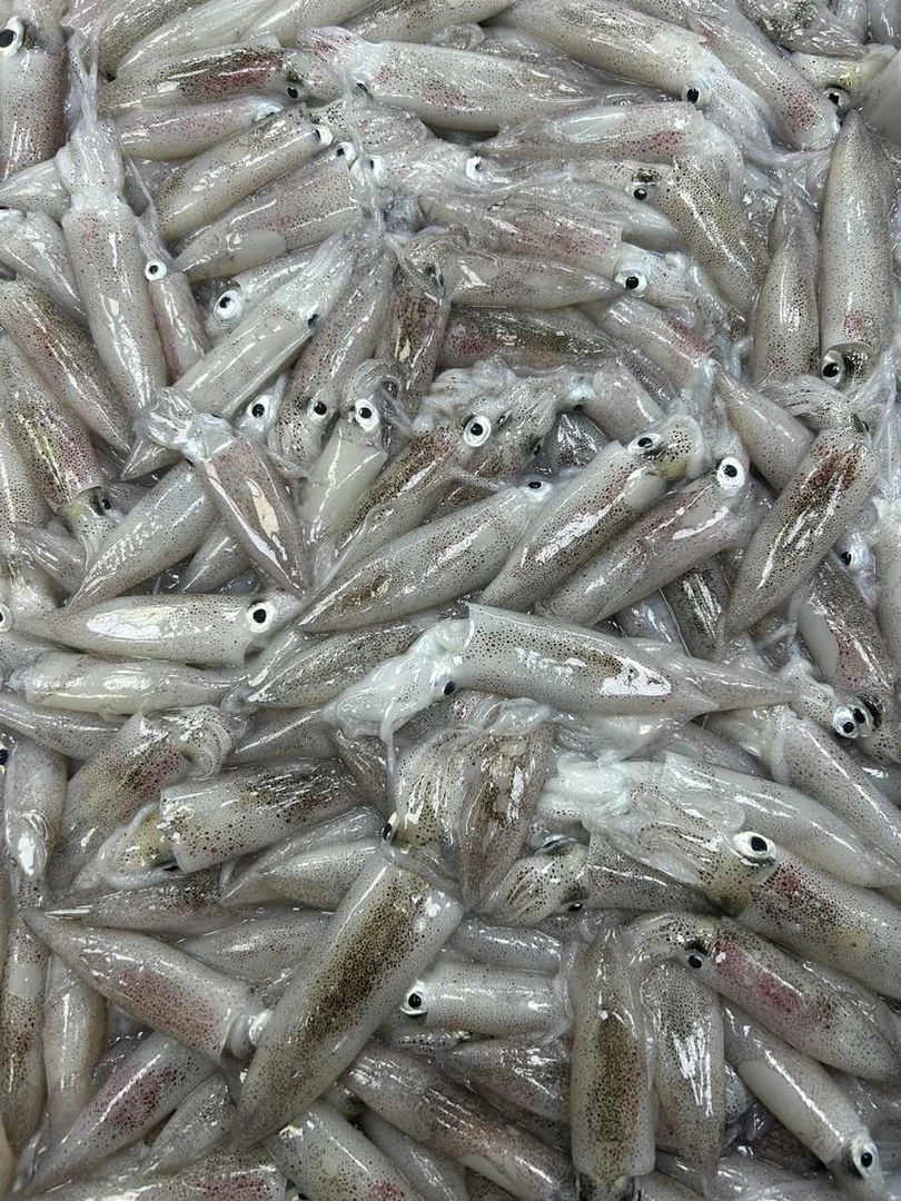 本港灯照鱿鱼 厦门海鲜配送  1500g