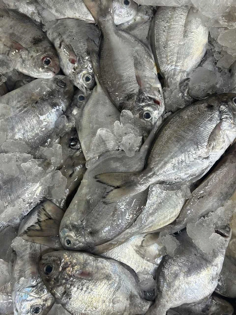 肉鲳 厦门海鲜配送 顺丰 现称2500g