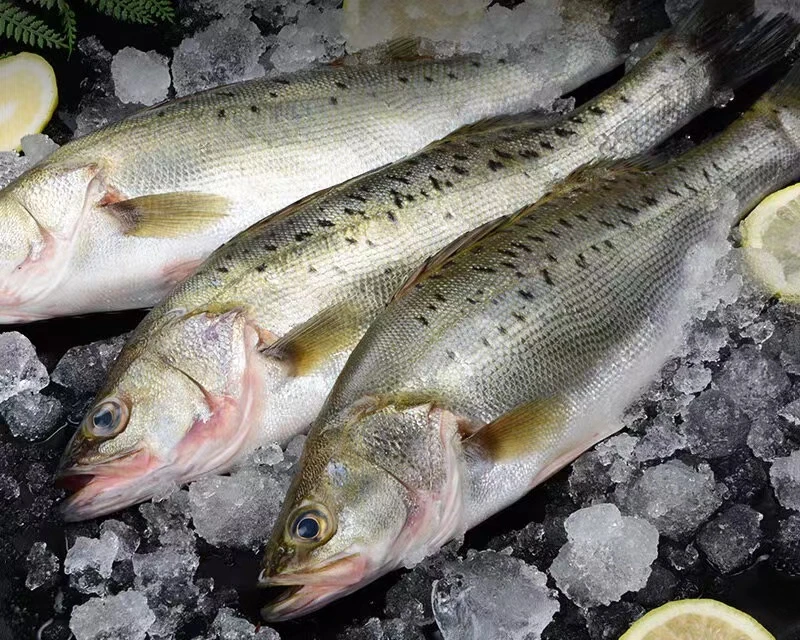 鲈鱼 厦门海鲜配送 顺丰 现称  十