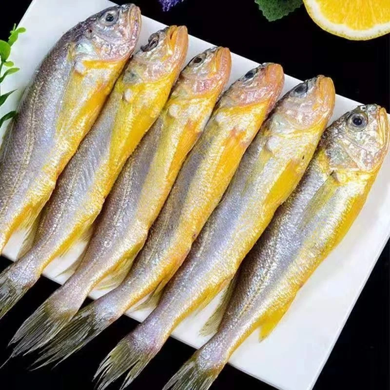 野生黄花鱼 厦门海鲜配送 顺丰 1500g