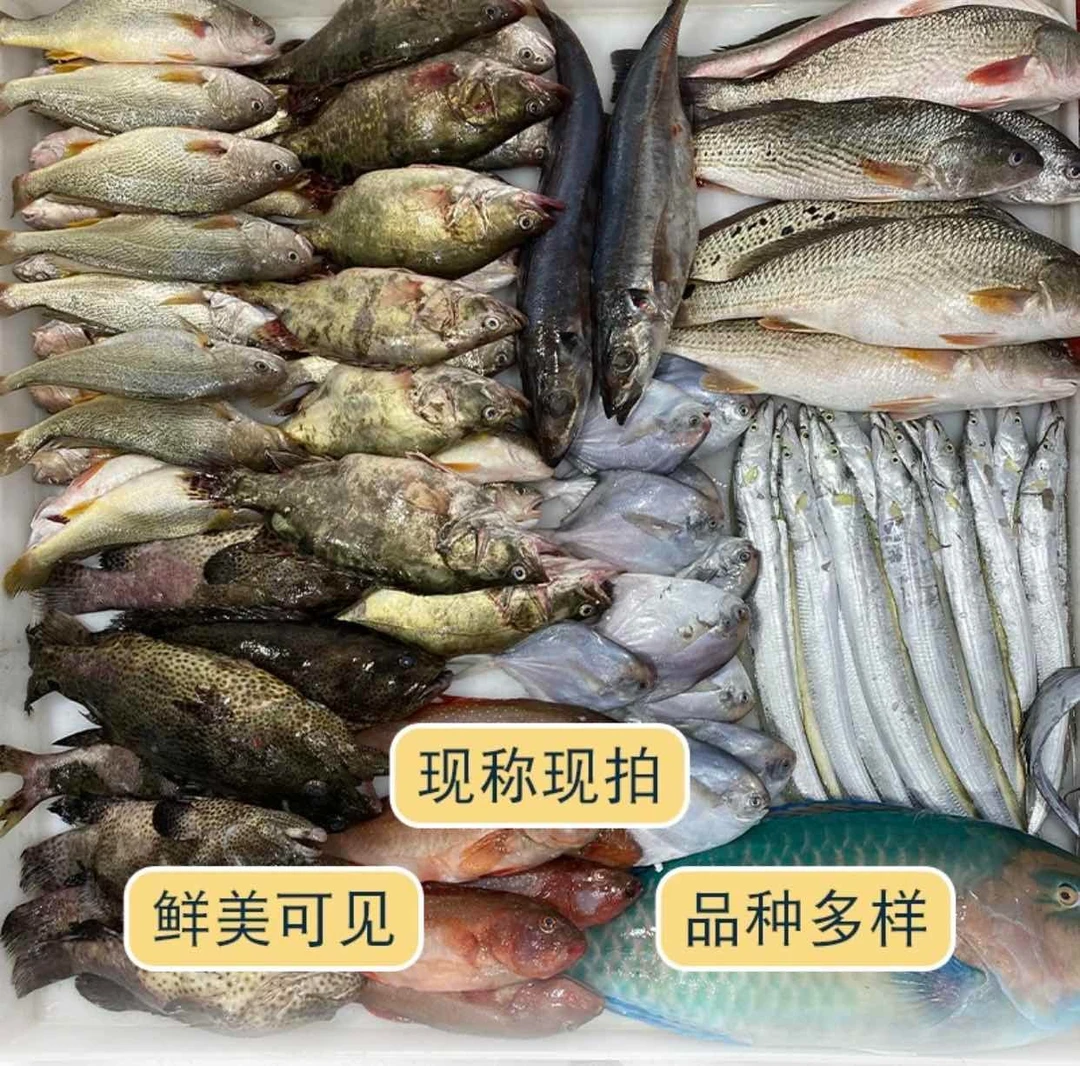 带鱼 5-10斤 现称 厦门同城海鲜配送
