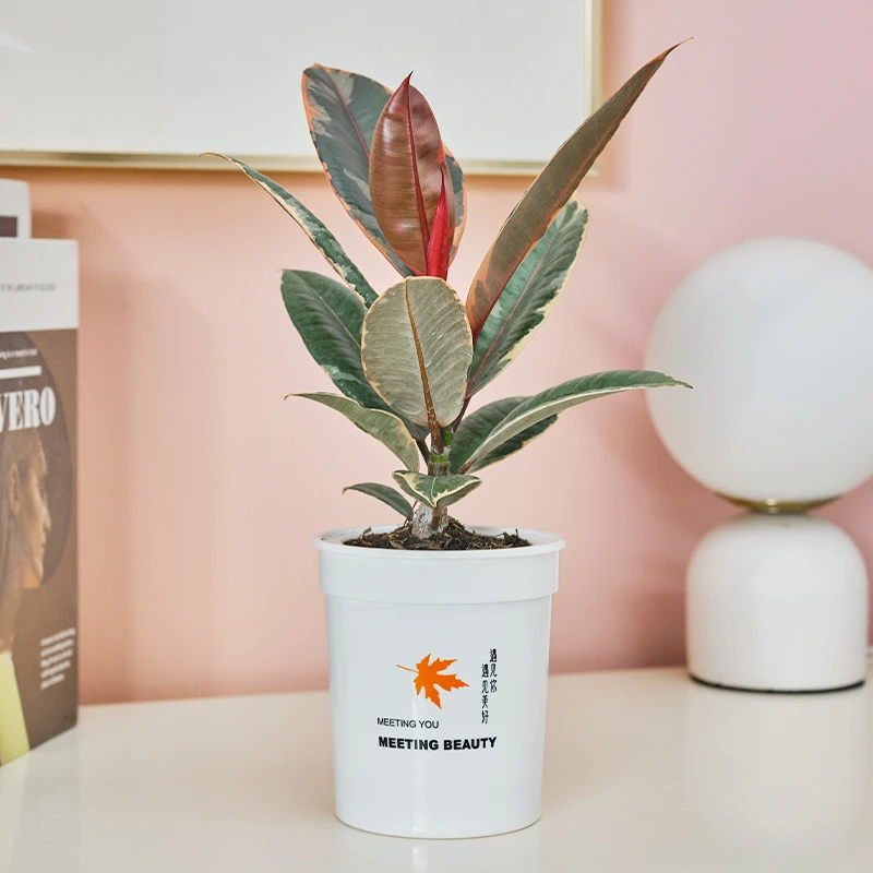 【溪林】花叶橡皮树室内外叶片颜色拍摄美观好养桌面绿植物大小盆栽