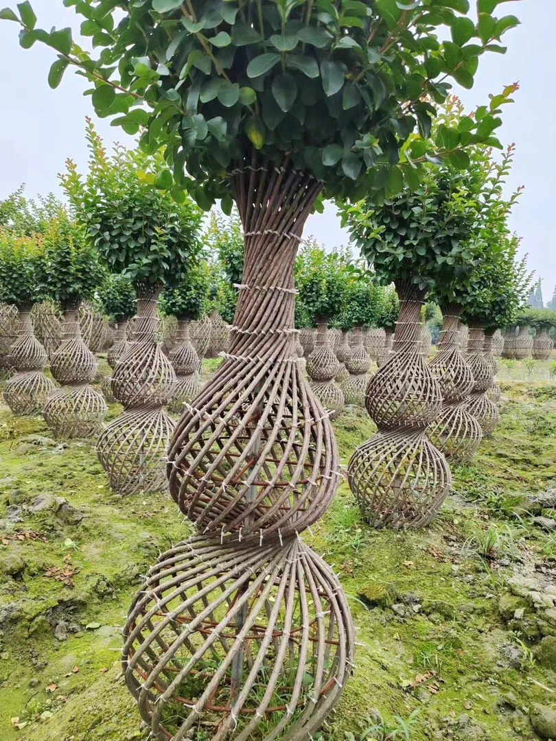 川红紫薇葫芦造型 花量大 花期长 耐寒耐旱 一体老桩庭院别墅盆景