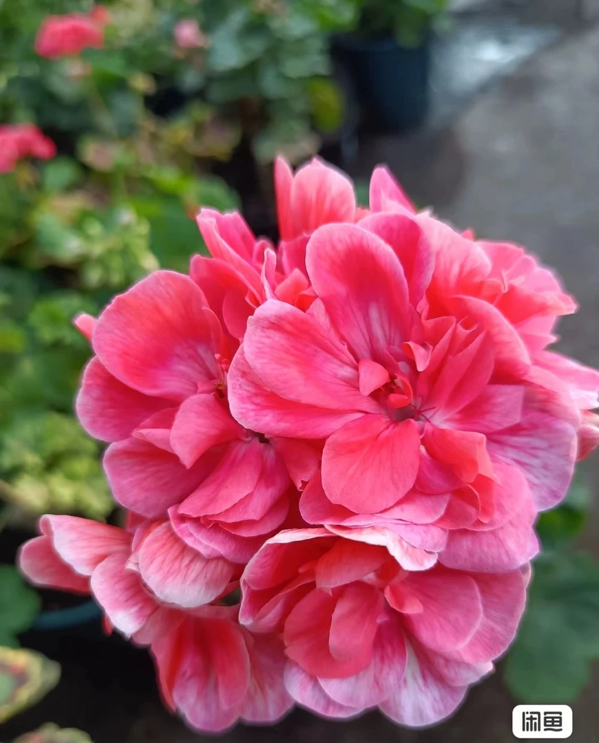 托克尔天竺葵，包开箱黑腐无售后，偏远地区不包邮