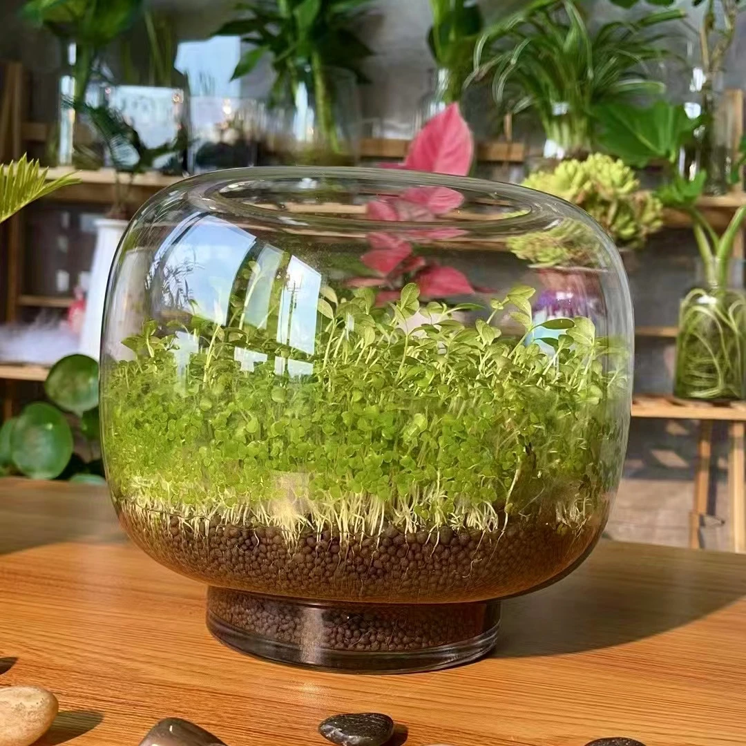 大灯笼生态水草缸水草鱼缸桌面微景观水培绿植造景鱼虾水草自循环