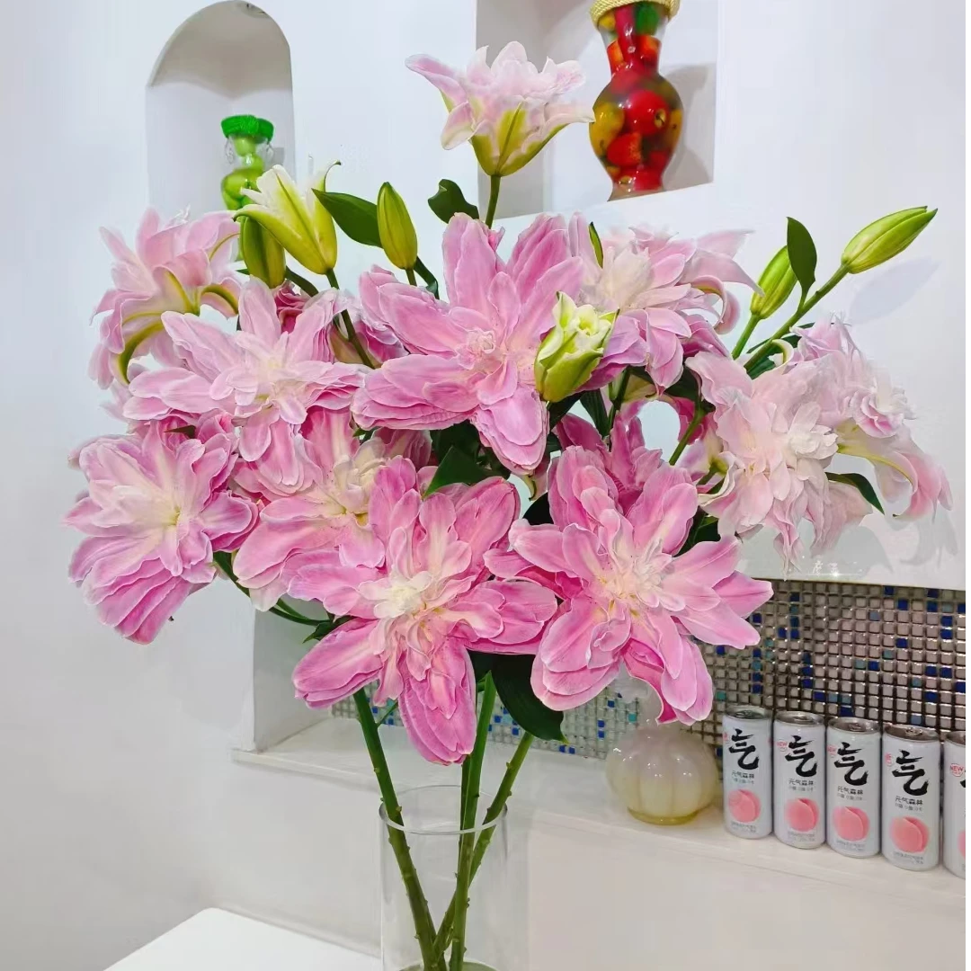 莲花仙子重瓣百合【基地现采现发】发货后不退款掉两个苞不售后