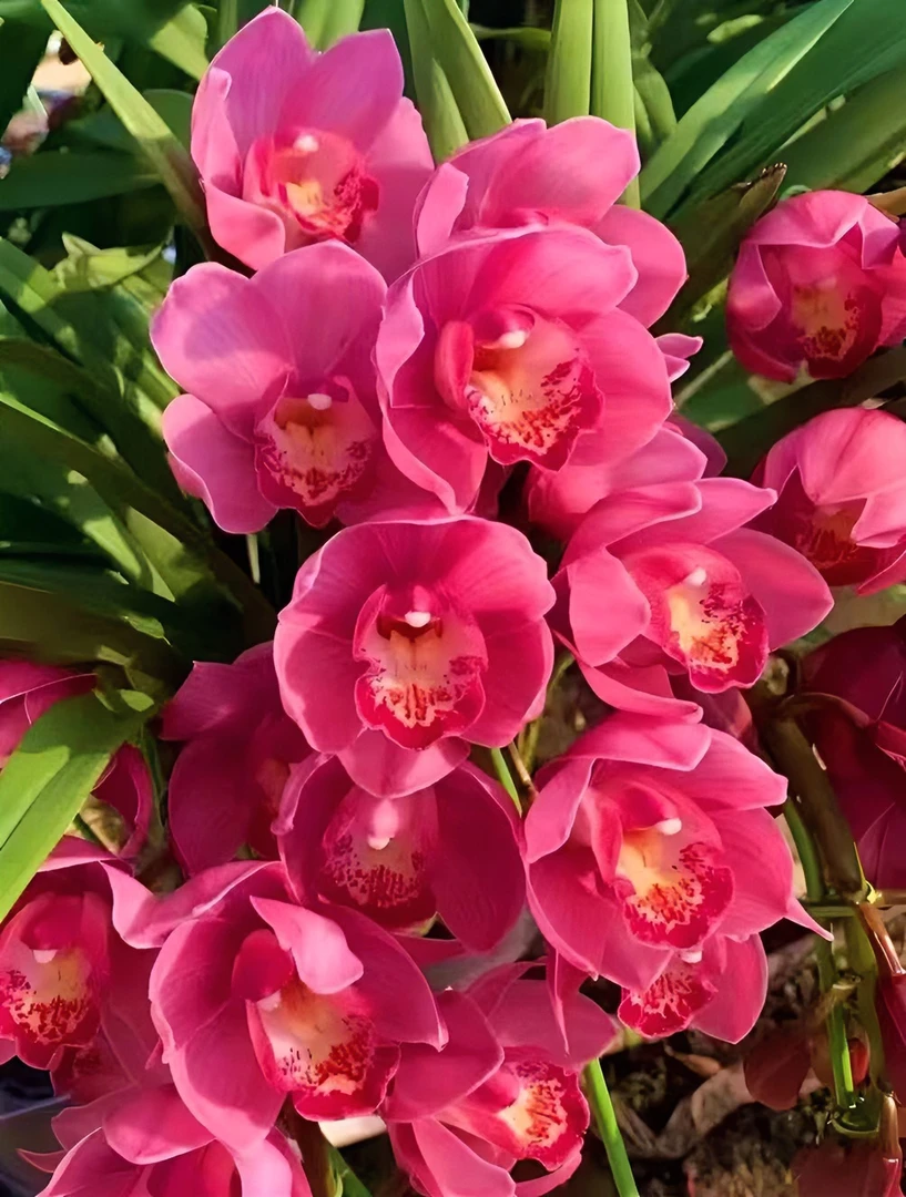 精品蕙兰当年开花【醉红颜】名贵兰花室内盆栽开花浓香型