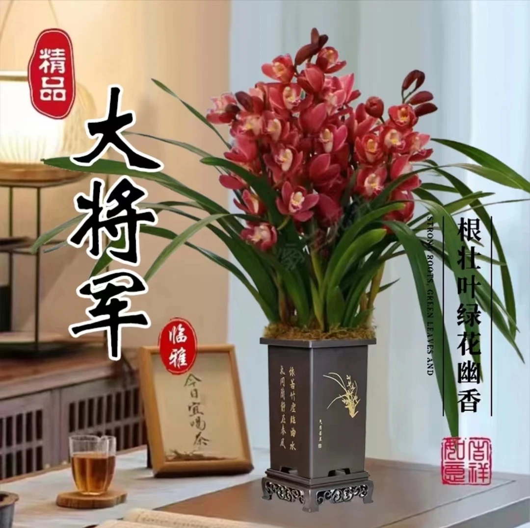 当年开花建兰【大将军】6到8苗室内盆栽开花浓香型好养易活
