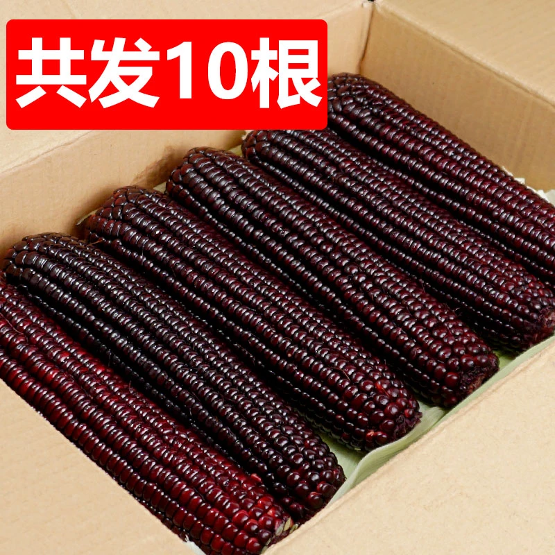 【10根整箱】东北黑糯玉米甜糯粘糯玉米批发减代餐食品粗粮杂粮早餐