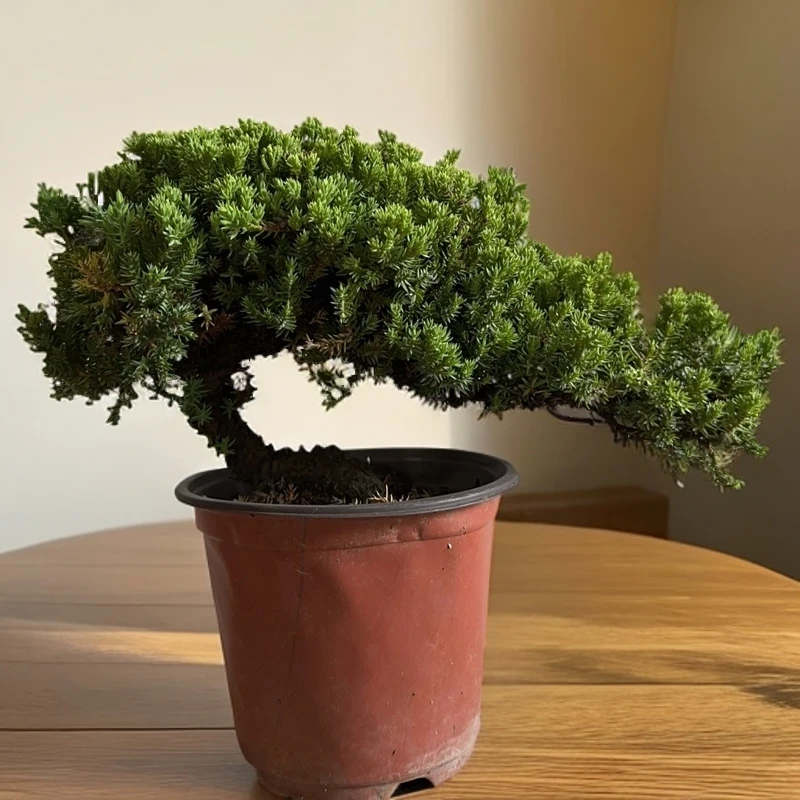 新西兰珍珠柏，一物一拍（素材）自主下单随机发