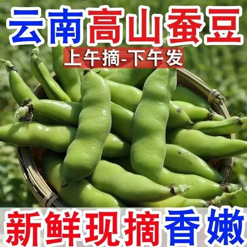 当季云南大理农家新鲜蚕豆兰花豆罗汉豆现摘现发美味好吃又营养
