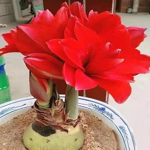【常年开花】进口重瓣朱顶红种球四季种植盆栽耐寒观花植物清香花卉
