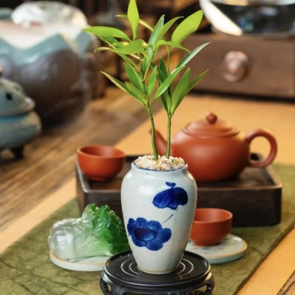 多叶幸运竹柏青花盆桌面绿植盆栽