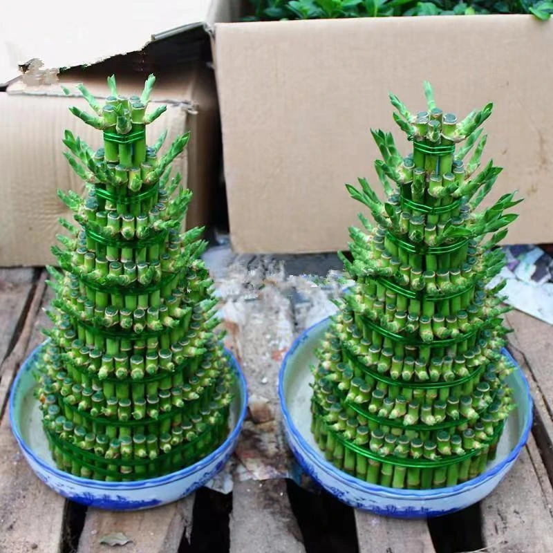 竹塔富贵竹办公室竹转运竹观音竹水培竹竹塔招财节节高富贵竹水养