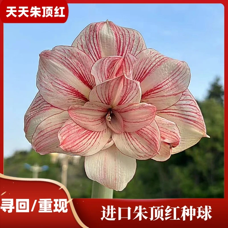 寻回/重现朱顶红进口重瓣种球