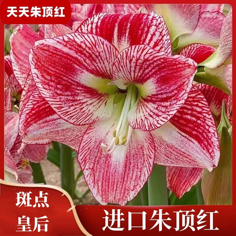 天天朱顶红/斑点皇后进口朱顶红种球单瓣多年生花卉阳台花园种球