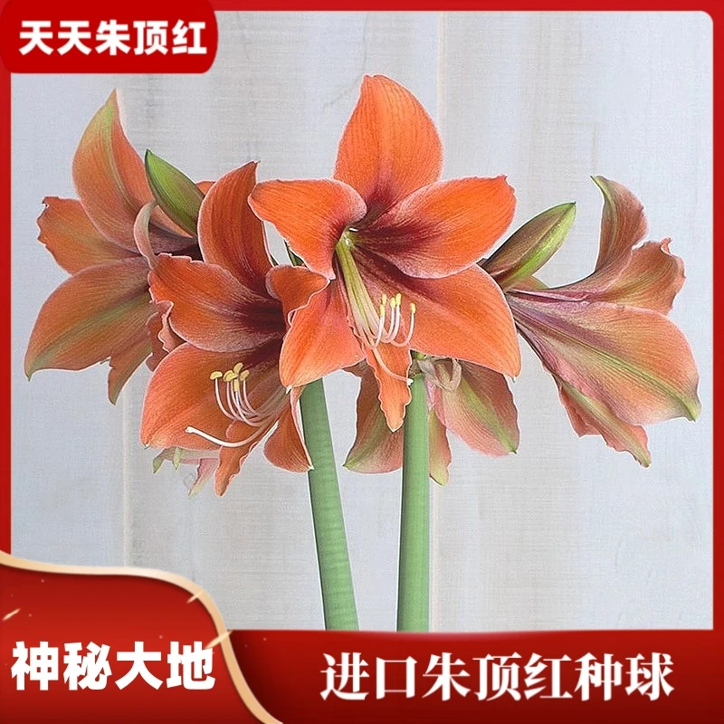 天天朱顶红/正品对版朱顶红进口单瓣种球花园阳台球根绿植多年生