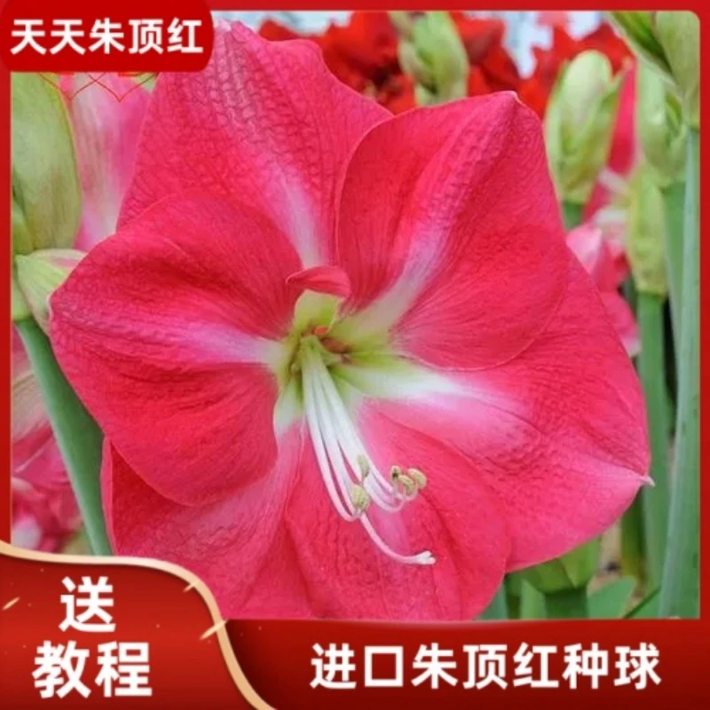 天天朱顶红/糖果皇后进口朱顶红种球单瓣开花多年生花卉球根种植